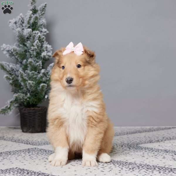 Whitney, Collie Puppy